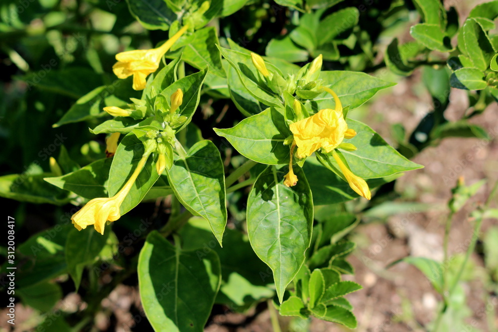 Small bush of Marvel of Peru or Mirabilis jalapa or Four oclock flower or Beauty of the night or Coat of many colours long lived perennial herb plants with closed and partially open tubular Small bush of Marvel of Peru or Mirabilis jalapa or Four oclock flower or Beauty of the night or Coat of many colours long lived perennial herb plants with closed and partially open tubular