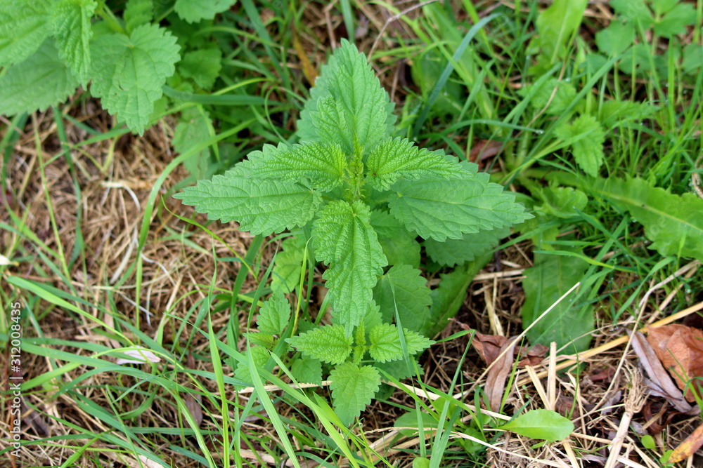 Small Common nettle or Urtica dioica or Stinging nettle or Nettle leaf or Nettle or Stinger herbaceous perennial flowering plant with soft hairy green leaves with strongly serrated margin and cordate Small Common nettle or Urtica dioica or Stinging nettle or Nettle leaf or Nettle or Stinger herbaceous perennial flowering plant with soft hairy green leaves with strongly serrated margin and cordate