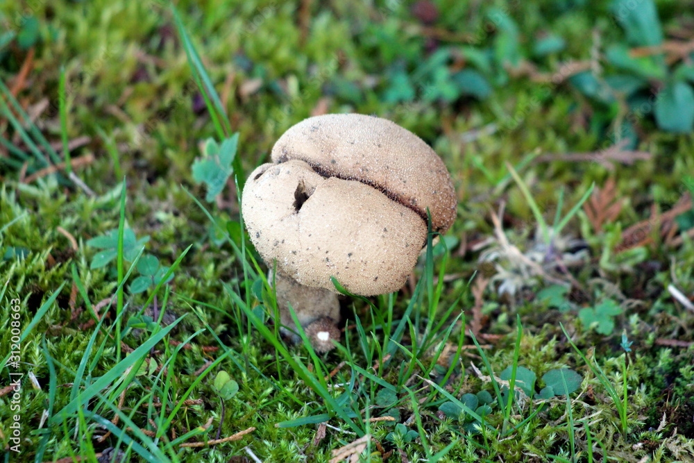Split small hairy grey and white mushroom with rounded top and hole on one side growing in family house backyard surrounded with uncut grass on warm sunny autumn day Split small hairy grey and white mushroom with rounded top and hole on one side growing in family house backyard surrounded with uncut grass on warm sunny autumn day