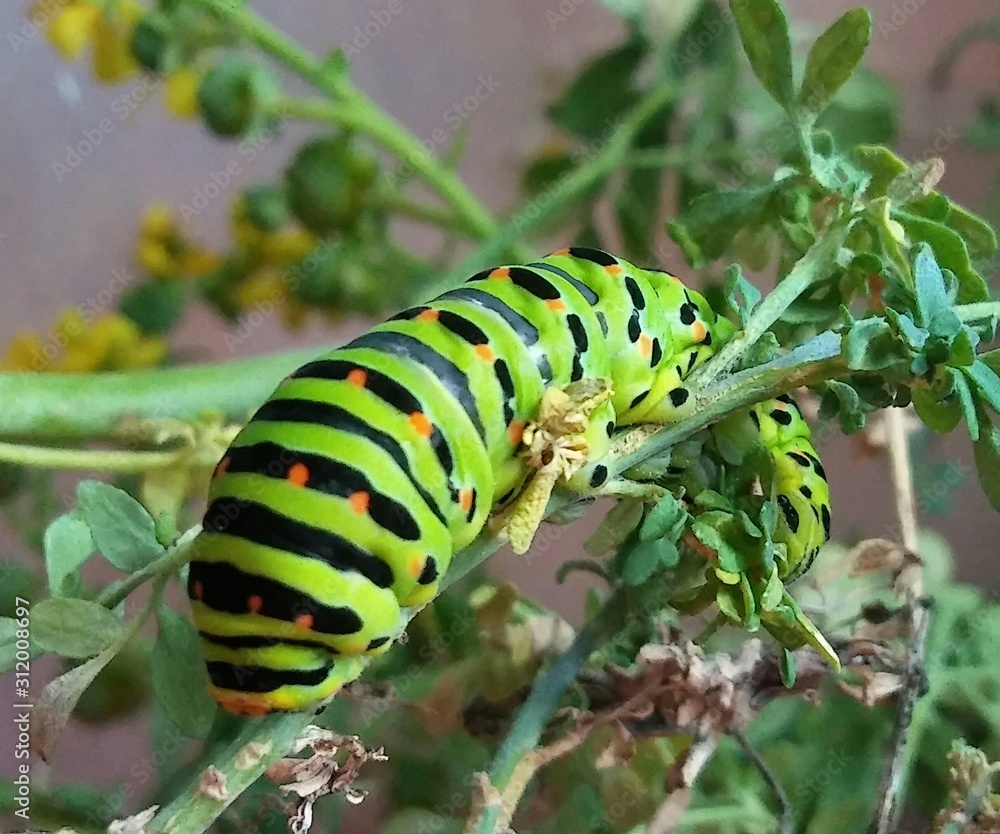 Oruga Macaón alimentándose de una ruda 