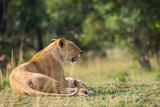A lioness relaxing in the grasslands of africa inside Masai Mara National Reserve during a wildlife safari