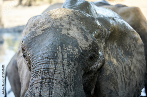 Elephant in Mana Pools National Park, Zimbabwe