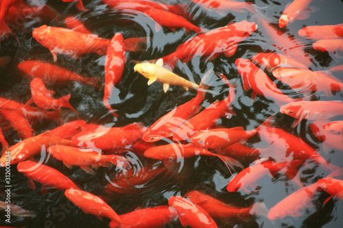 Koi swimming in the pond
