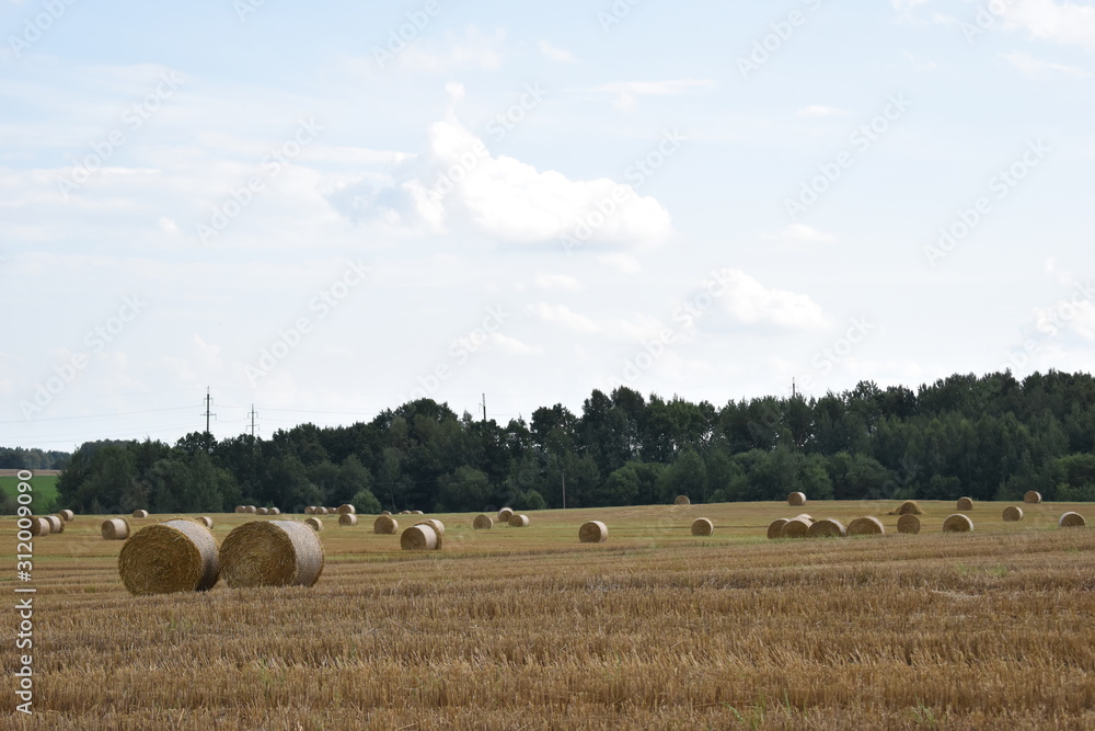 Fototapeta premium field with haystacks. pastoral.