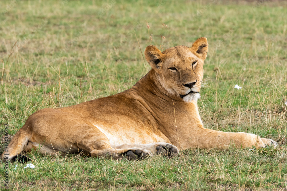 A lioness relaxing in the grasslands of africa inside Masai Mara National Reserve during a wildlife safari A lioness relaxing in the grasslands of africa inside Masai Mara National Reserve during a wildlife safari