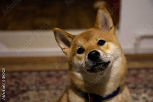 Cute and interested shiba inu puppy