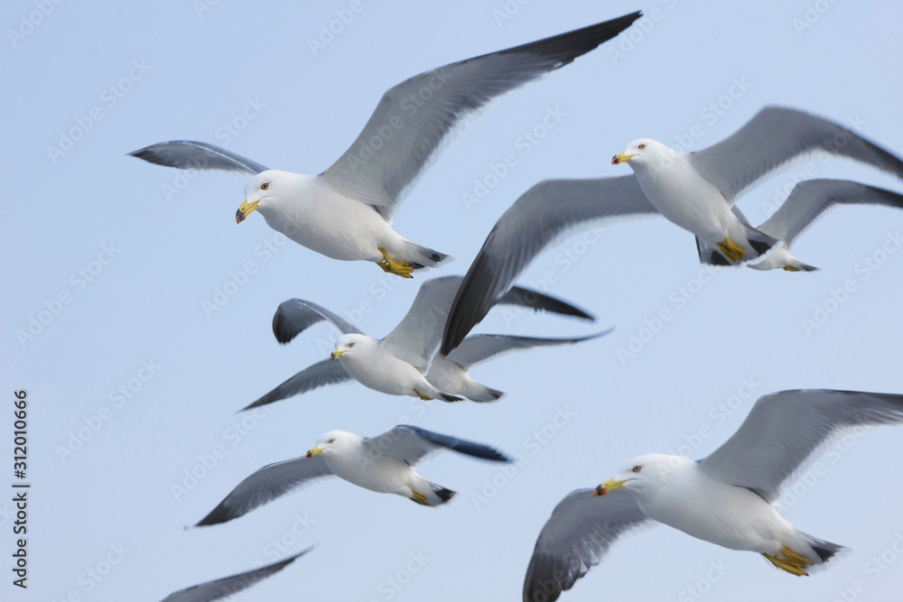 Obraz premium seagulls in flight