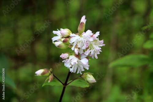 Wild sweet William or Saponaria officinalis or Common soapwort or Bouncing bet or Crow soap or Soapweed plant with cluster of closed flower buds and sweetly scented open blooming white and light pink 