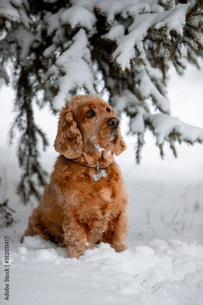 spaniel dog in winter forest