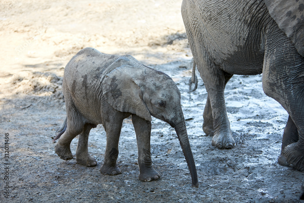 Fototapeta premium Baby elephant in Mana Pools National Park, Zimbabwe