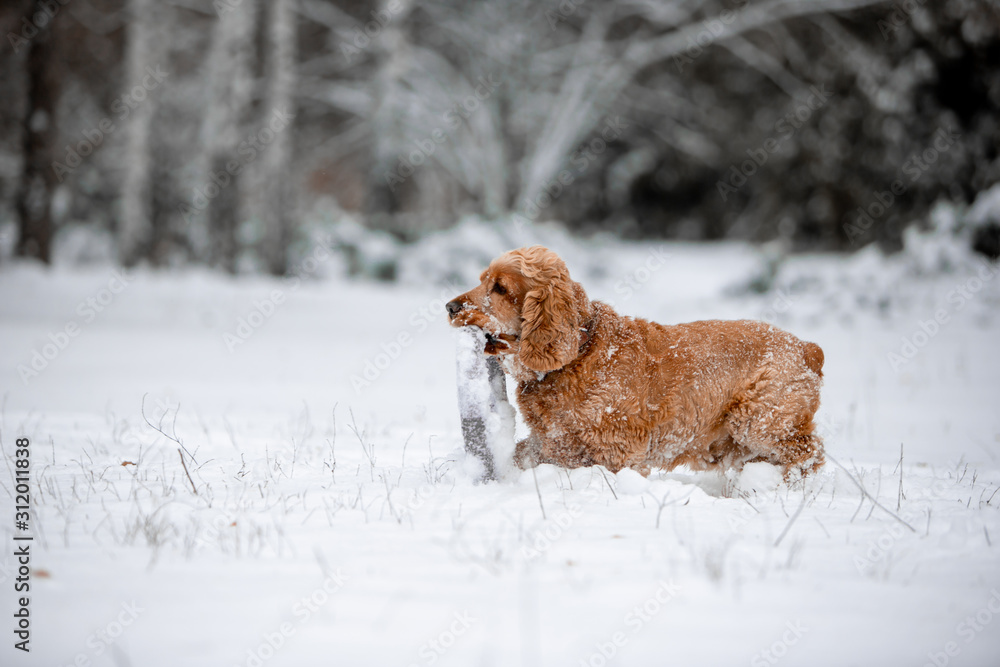 cocker spaniel in the winter forest