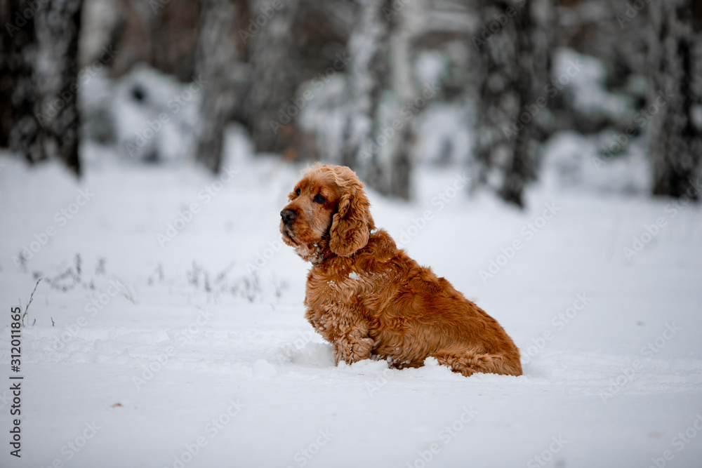 cocker spaniel in the winter forest