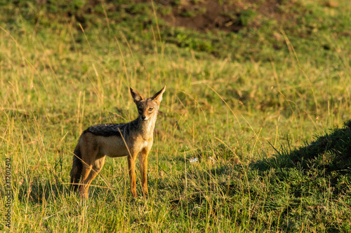 A black backed Jackal waiting for its turn at the kill being eaten by a lions inside Masai Mara National Reserve during a wildlife safari