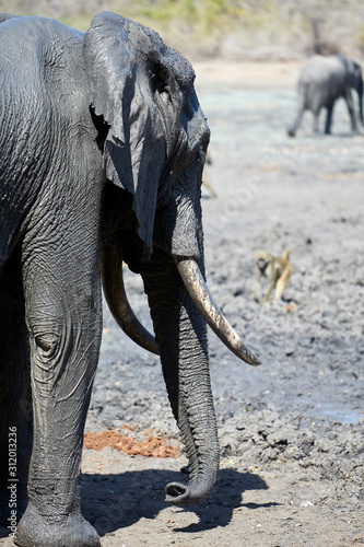 Elephant in Mana Pools National Park  Zimbabwe