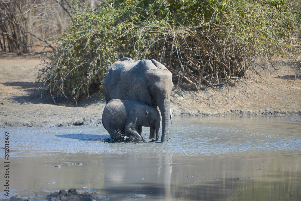 Elephants in Mana Pools National Park, Zimbabwe Elephants in Mana Pools National Park, Zimbabwe