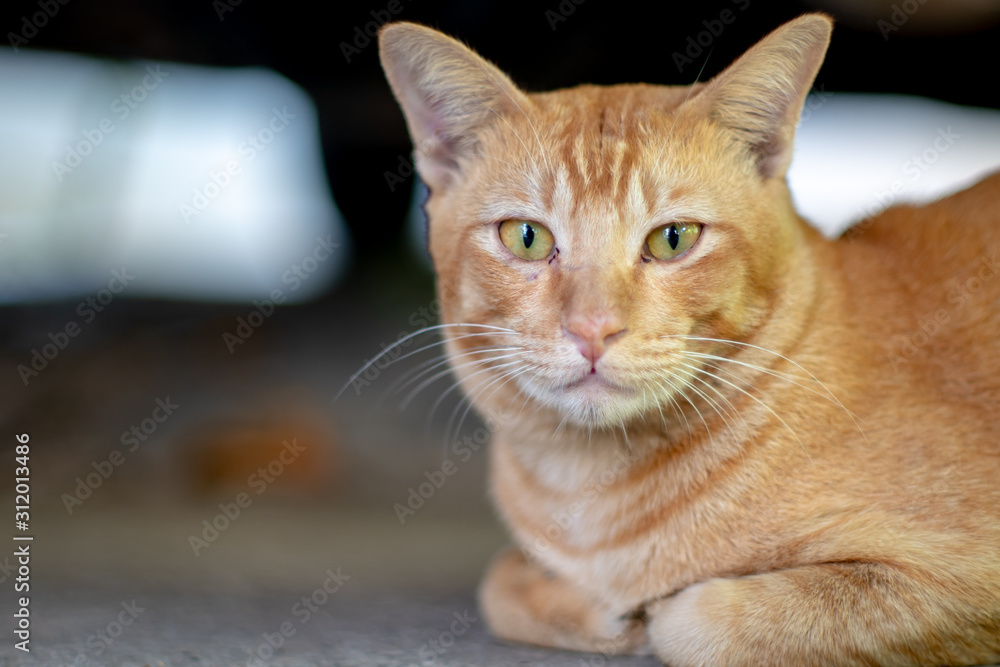 Close up ginger cat lay on the floor, portrait of Thai cat Close up ginger cat lay on the floor, portrait of Thai cat