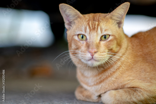 Close up ginger cat lay on the floor, portrait of Thai cat © Patara