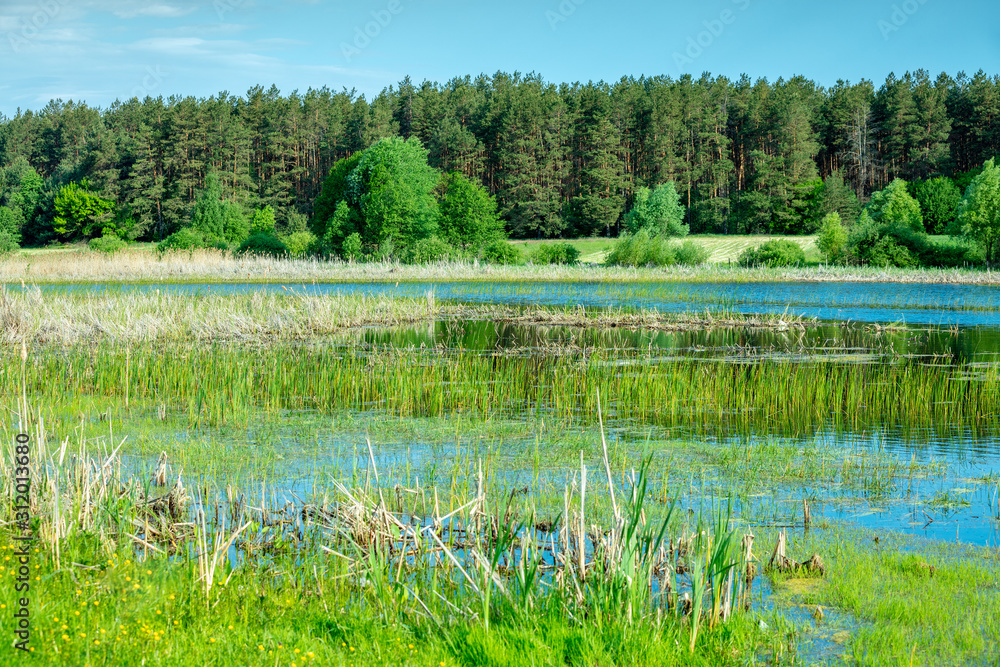 Fototapeta premium Pond in the forest overgrown with the cane. Summer nature landscape. Wilderness