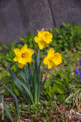 a flowerbed yellow daffodil