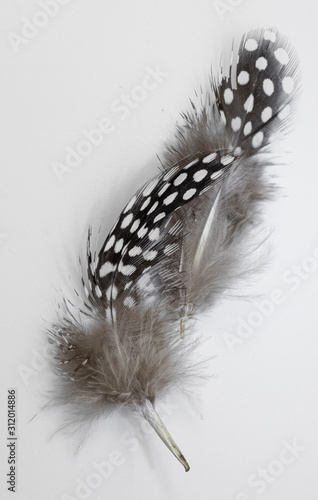 Beautiful feather rare bird  close-up. Art installation of two feathers close-up.