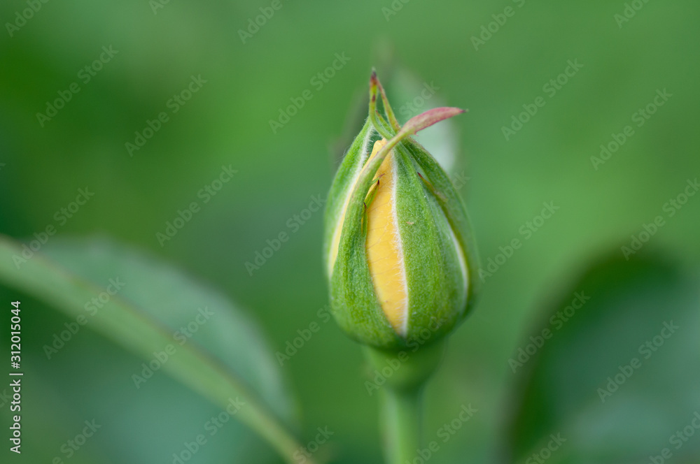 Yellow rose bud not in blooming. The background is natural.