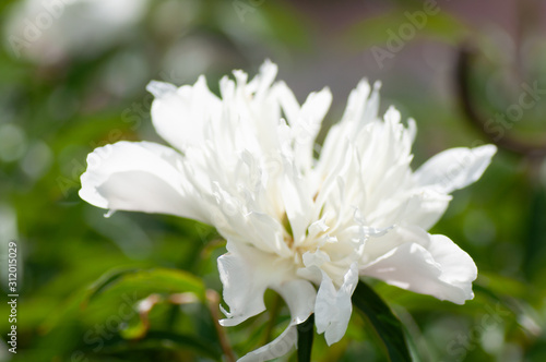 close up of white peony flower. Peony in bloom.