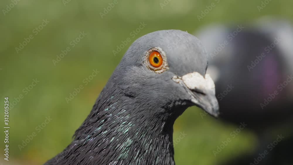 slow motion close up portrait of pigeon slow motion close up portrait of pigeon