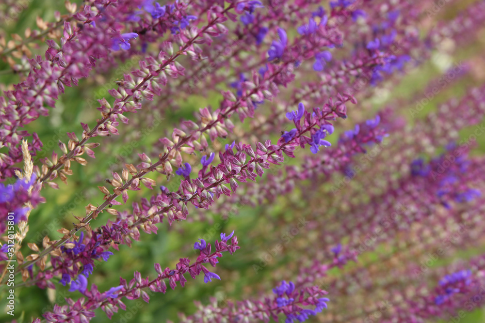 Naklejka premium texture of beautiful wild lilac flowers