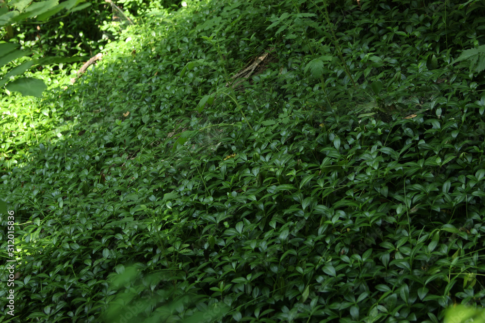 beautiful texture of green surface photo for text