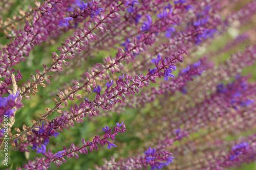 texture of beautiful wild lilac flowers