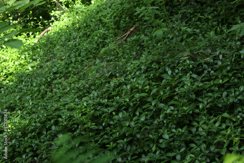 beautiful texture of green surface photo for text