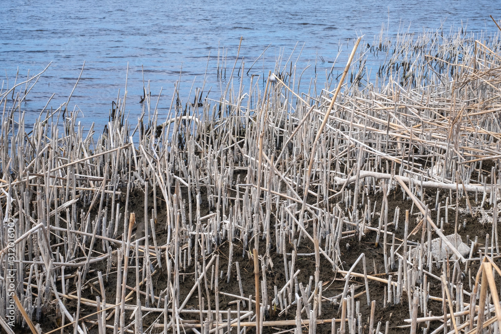 Fototapeta premium reeds at the waterside in spring