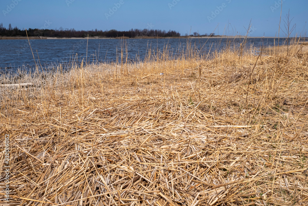 Fototapeta premium reeds at the waterside in spring