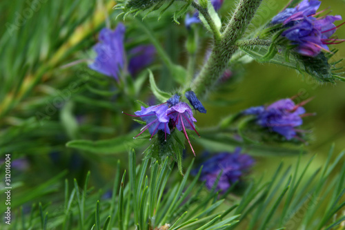 hyssop officinalis wildflowers picture for text