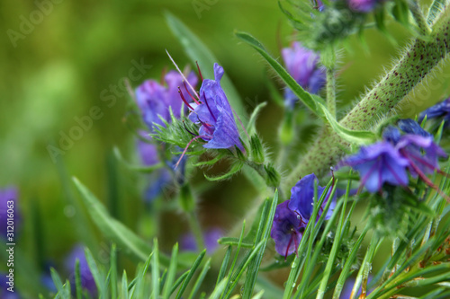 hyssop officinalis wildflowers picture for text