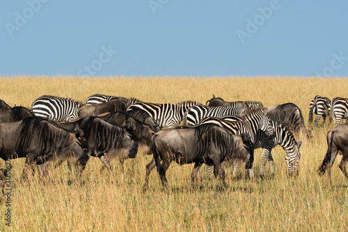 A herd of zebras and wildebeests grazing in the grasslands inside Masai Mara National Reserve during a wildlife safari