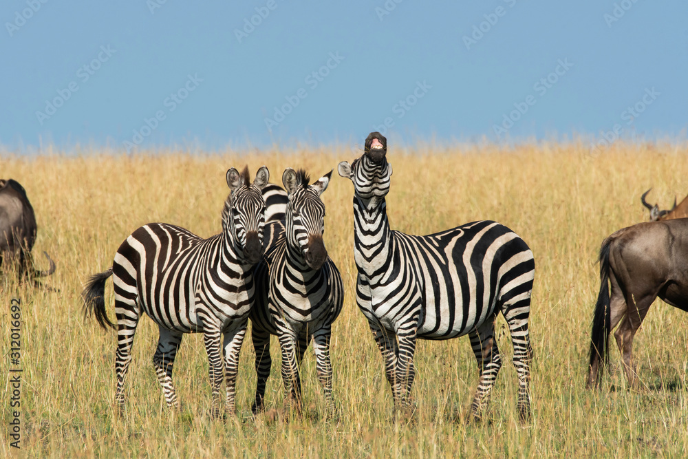 Obraz premium A herd of Zebras grazing in the grasslands of Masai Mara National Reserve during a wildlife safari