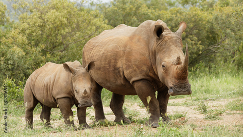 Rhino mom an calf walking side by side