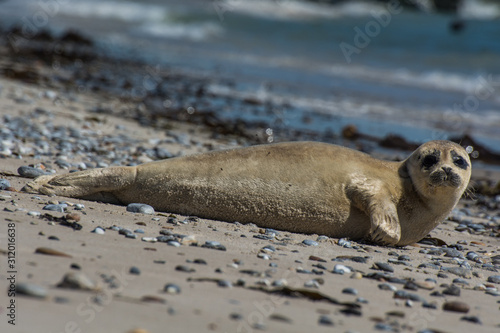 Seehund auf der Düne von Helgoland photo