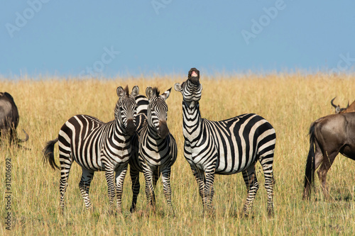 A herd of Zebras grazing in the grasslands of Masai Mara National Reserve during a wildlife safari