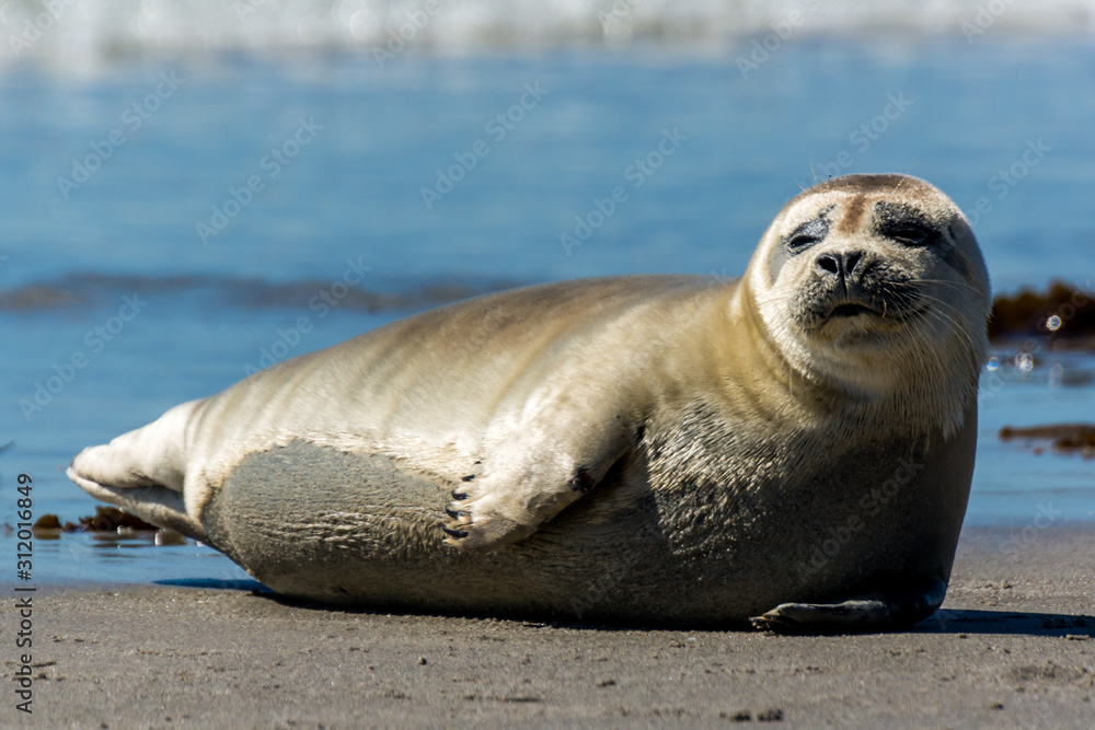 Obraz premium Seehund auf der Düne von Helgoland