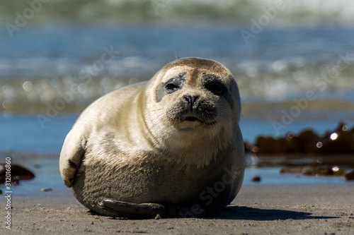 Seehund auf der Düne von Helgoland