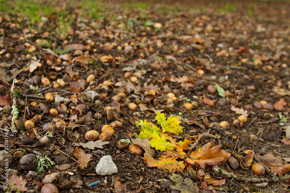 A floor full of oak acorns in Alameda park, Santiago, Spain A floor full of oak acorns in Alameda park, Santiago, Spain