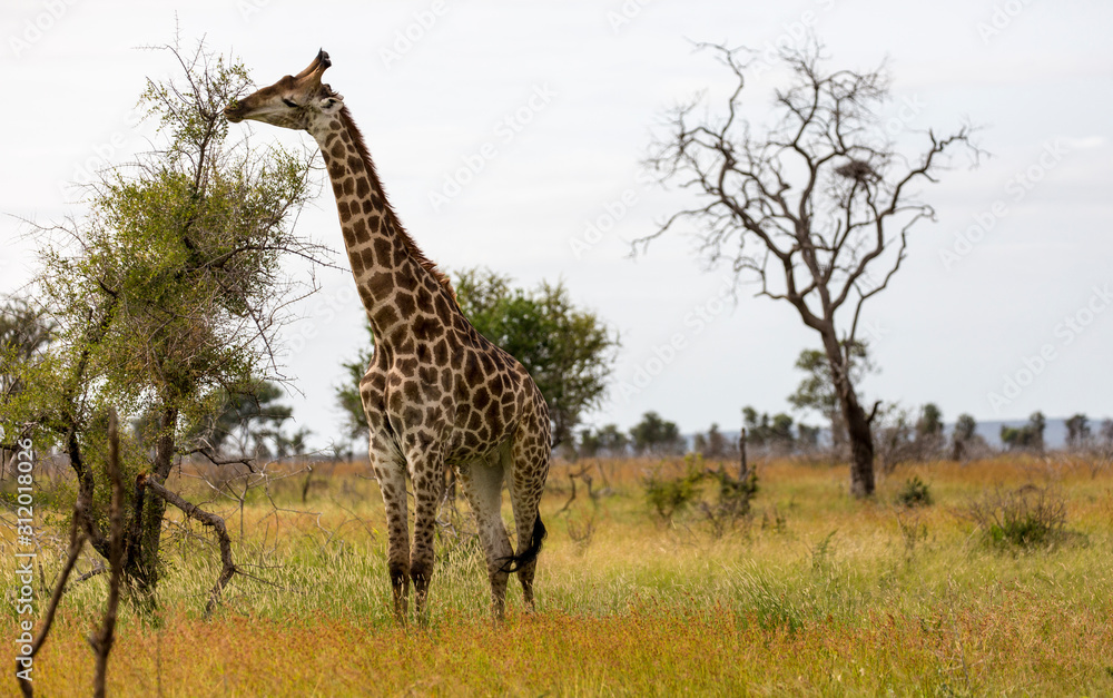 Fototapeta premium Giraffe in the Kruger National Park, South Africa 