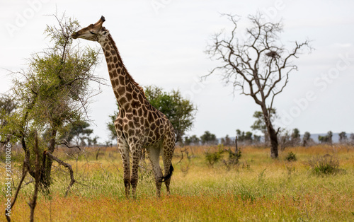 Giraffe in the Kruger National Park, South Africa 