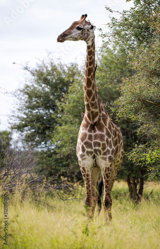 Giraffe in the Kruger National Park  South Africa 