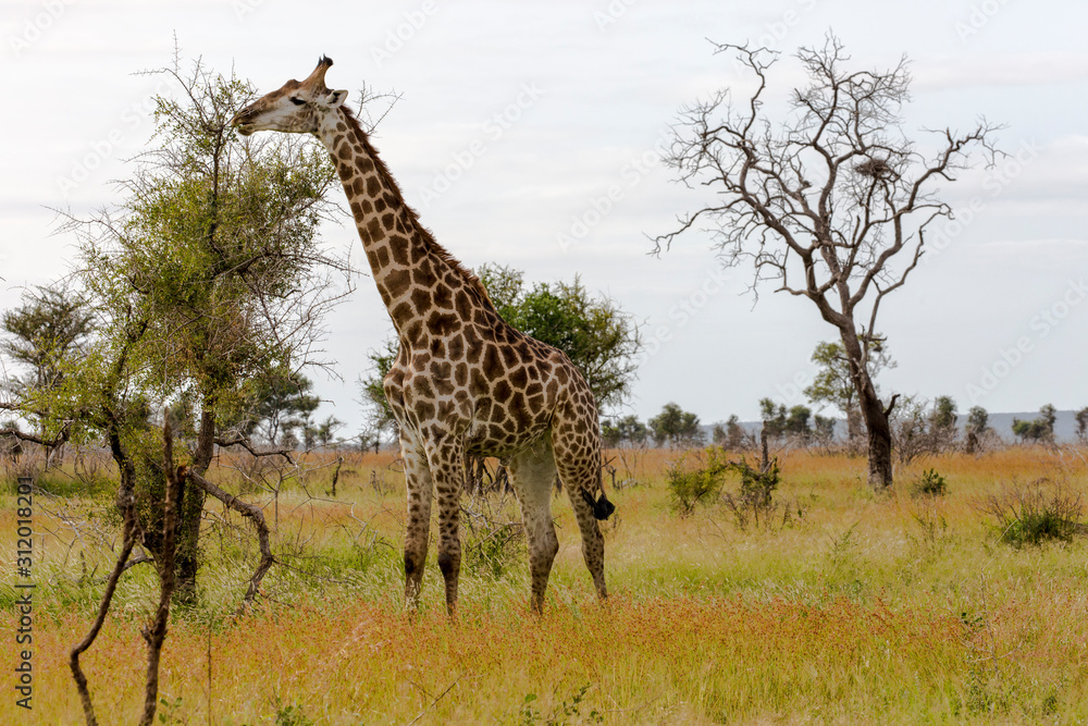 Obraz premium Giraffe in the Kruger National Park, South Africa 
