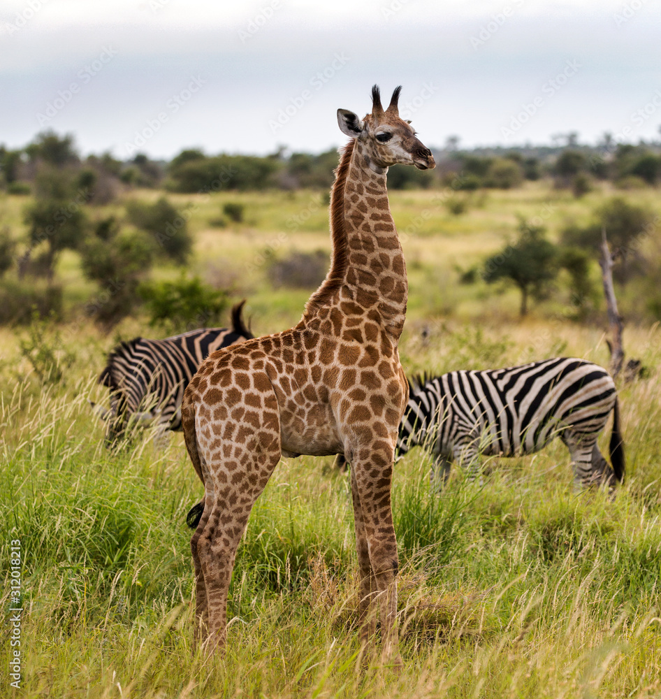 Giraffe in the Kruger National Park, South Africa Giraffe in the Kruger National Park, South Africa