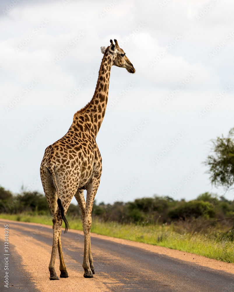 Obraz premium Giraffe in the Kruger National Park, South Africa 