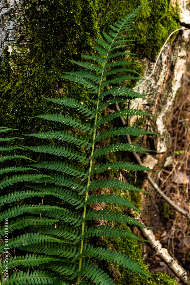 Fototapeta premium Zweig eines Waldfarns Nahaufnahme